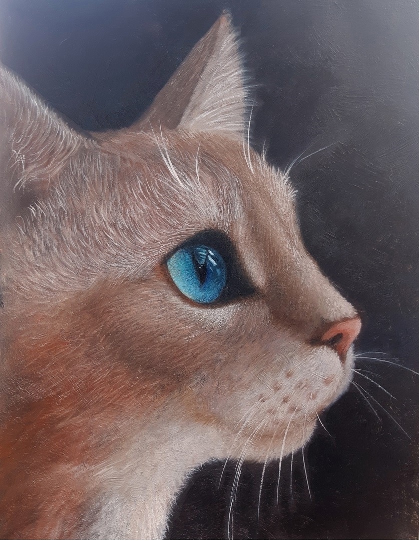 Кот